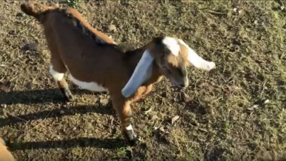 Козлята англо-нубийские 100%