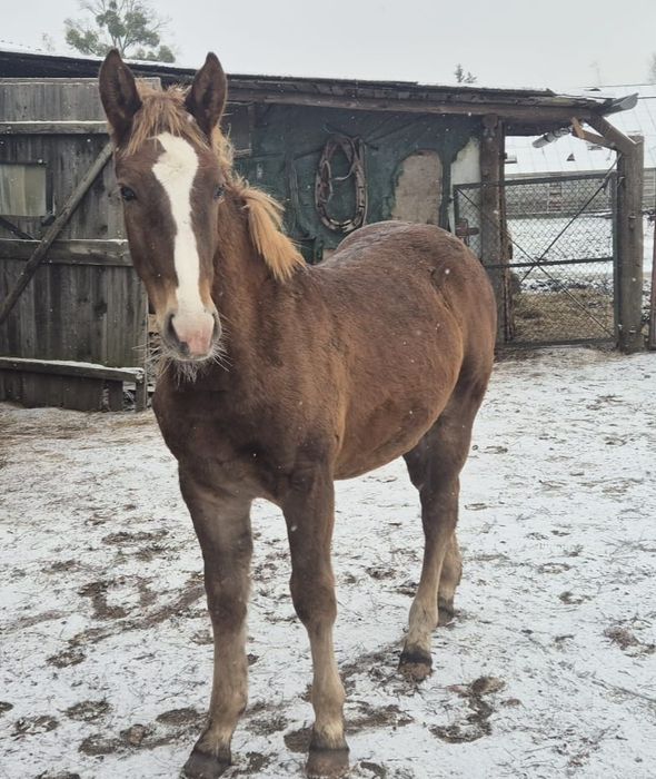 Koń Śląski ogierek