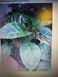 Vendo plantas de tamarilho
 As plantas são de exc