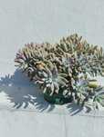 Planta suculenta.