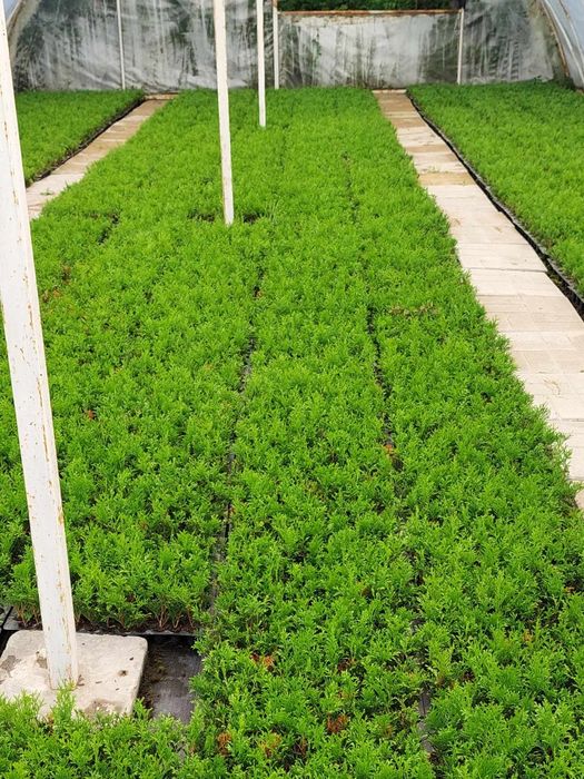 Tuja szmaragd Multiplat + Tuja p9