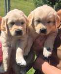 Piesek Golden Retriever