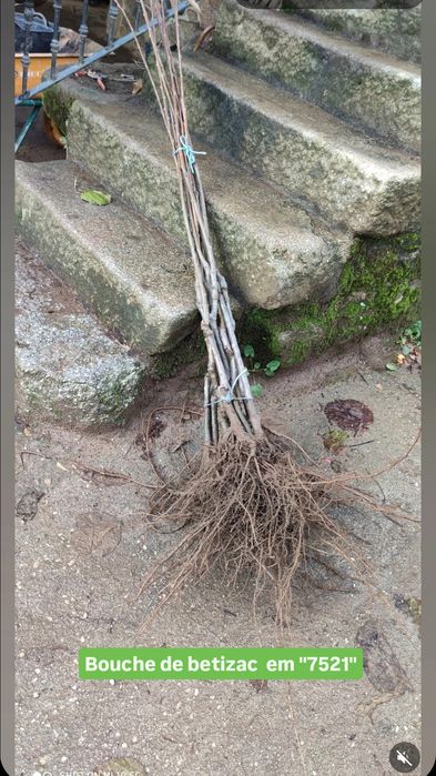 castanheiros híbridos (in  vitro) em vaso de 6l