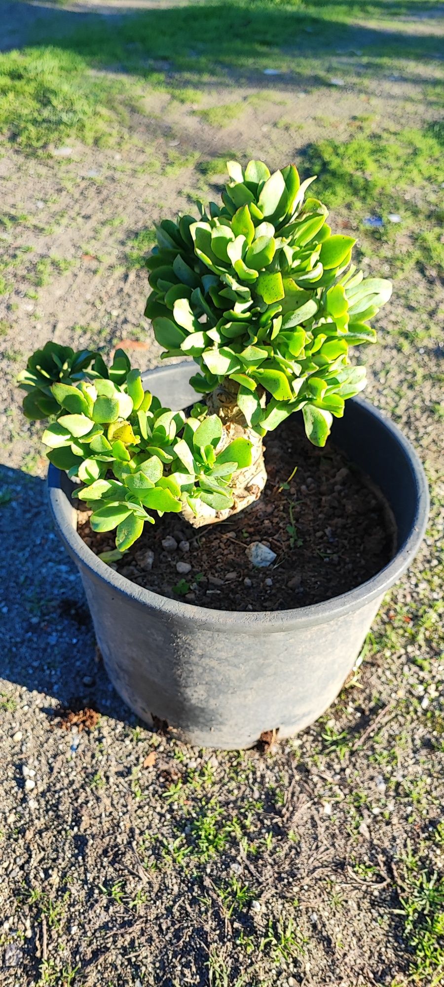 Planta suculenta