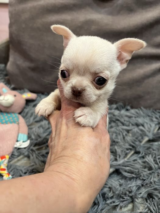 Девочка чихуахуа , мини чихуахуа
