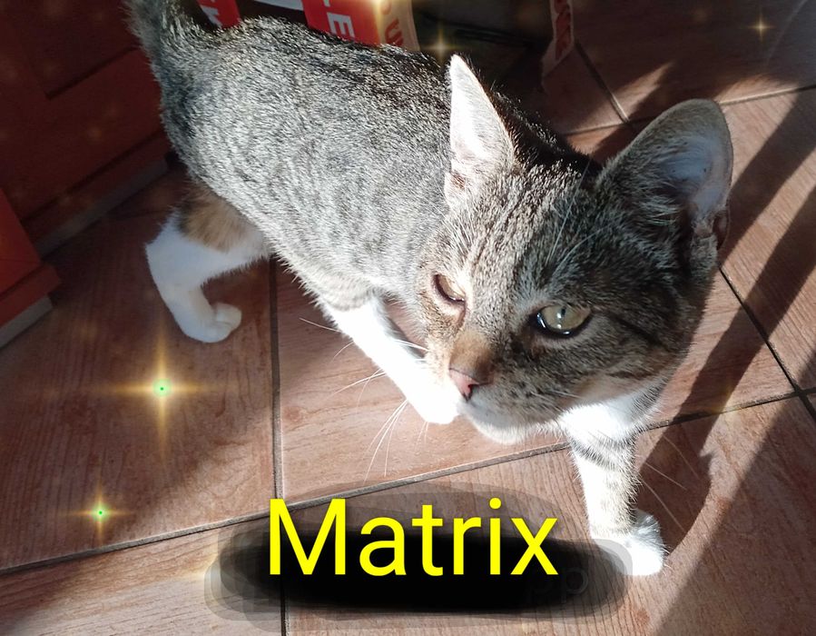 Kot Matrix 6 miesięczny