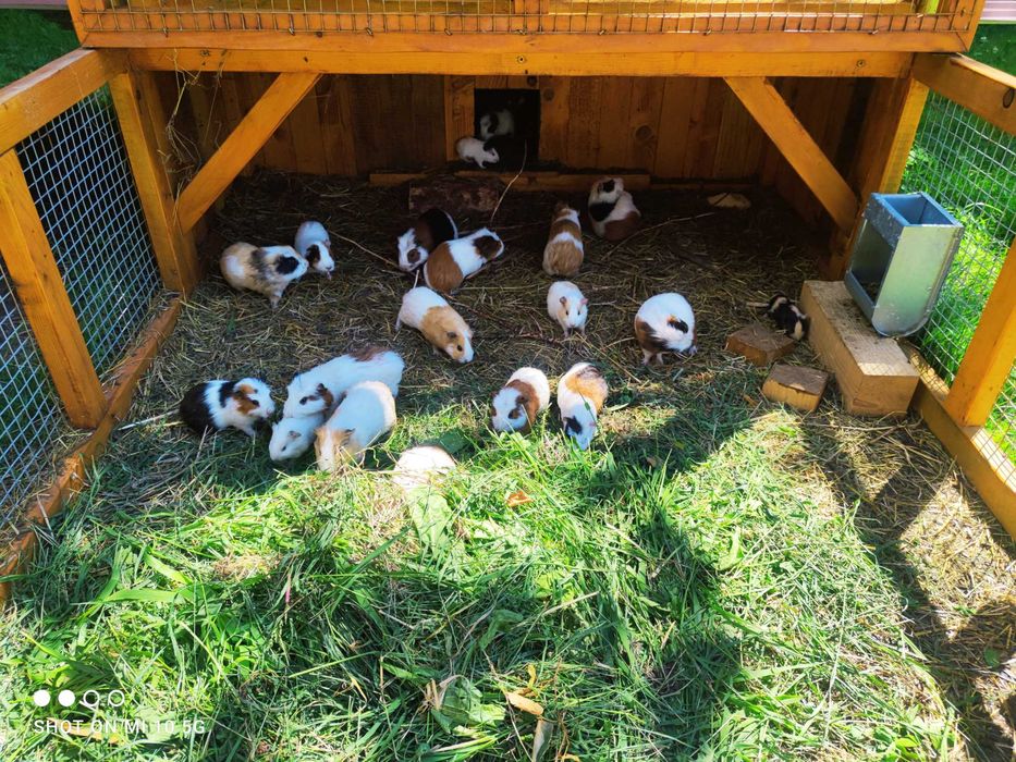 Świnka Morska (Kawia domowa)