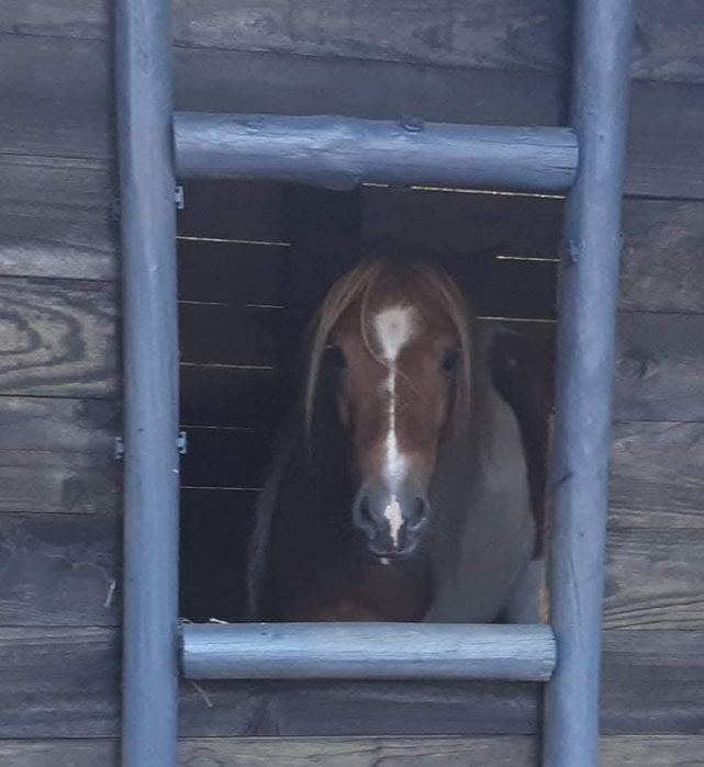 Ponei macho muito manso com as crianças