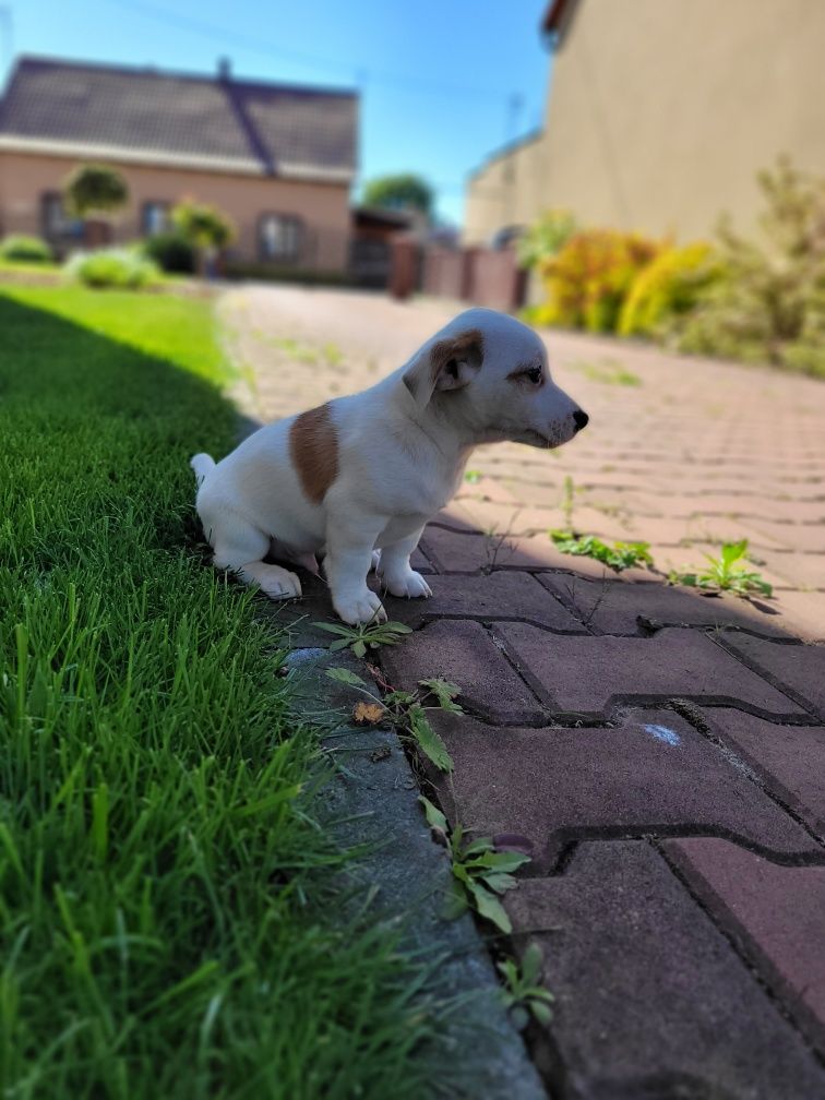 Jack Russell Terrier Piękny Piesek Polecam