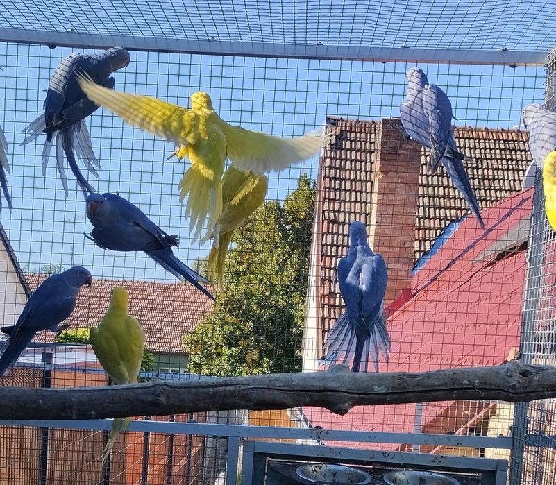 Aleksandretta obrozna