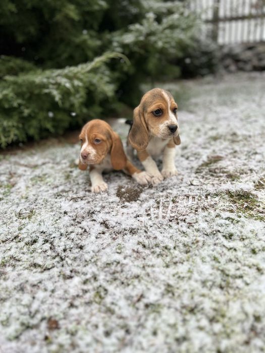 Szczeniak Beagle ( dziewczynka)