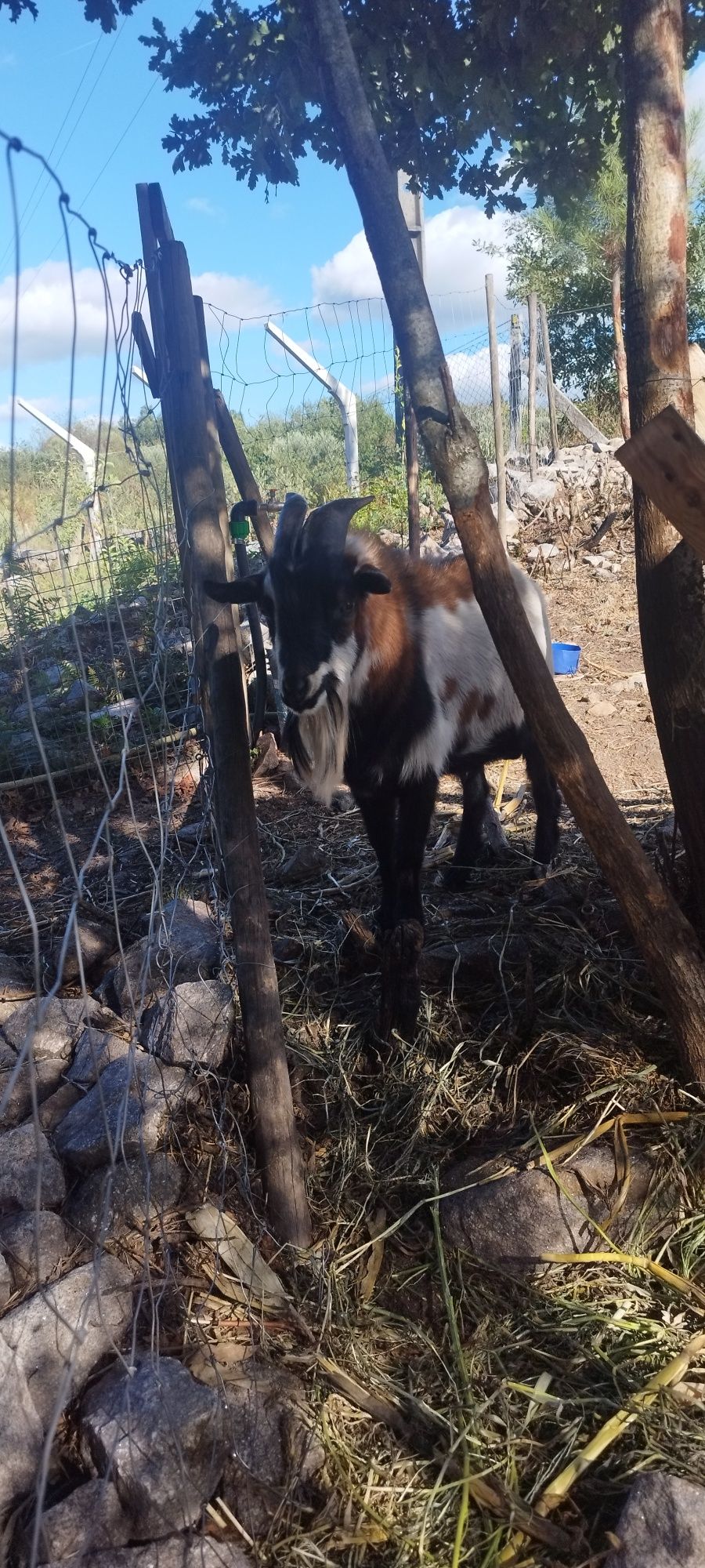 Bode anão com cerca de 1 ano e meio .