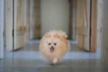 Cudne szpice miniatura pomeranian/chłopiec /badania genetyczne