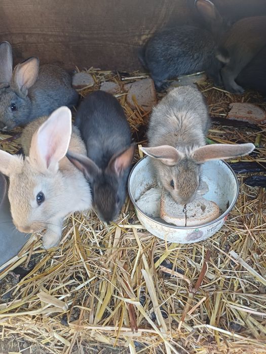 Coelhos de 6 semanas