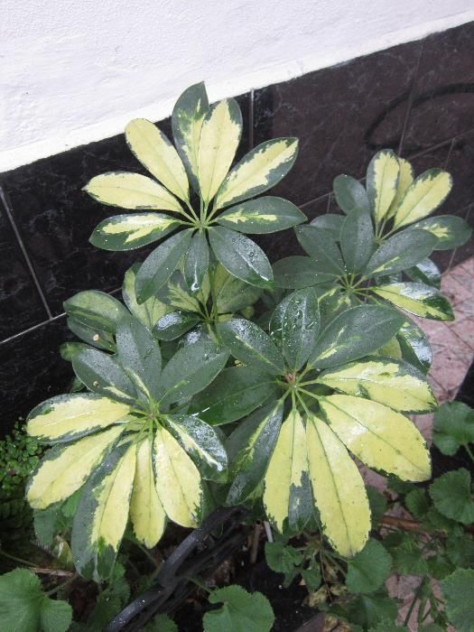 Planta exótica Acanto grego costela adão