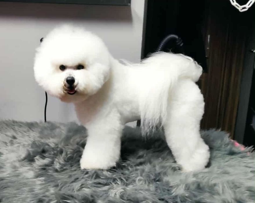 Bichon Frise szczenięta FCI – rezerwacje otwarte