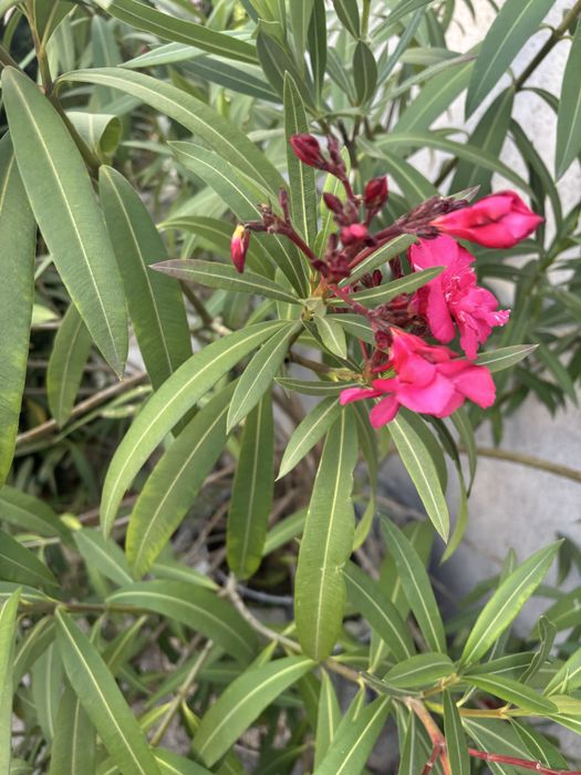 Oleander, pełne kwiaty, różowy, duzy