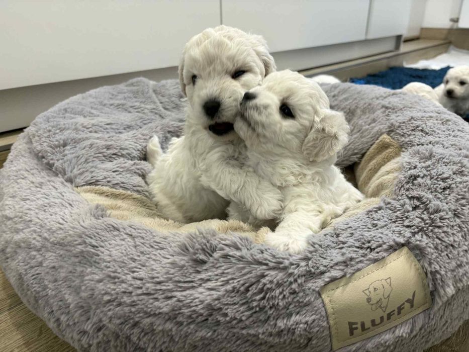 Śliczny chłopczyk Bichon Frise FCI