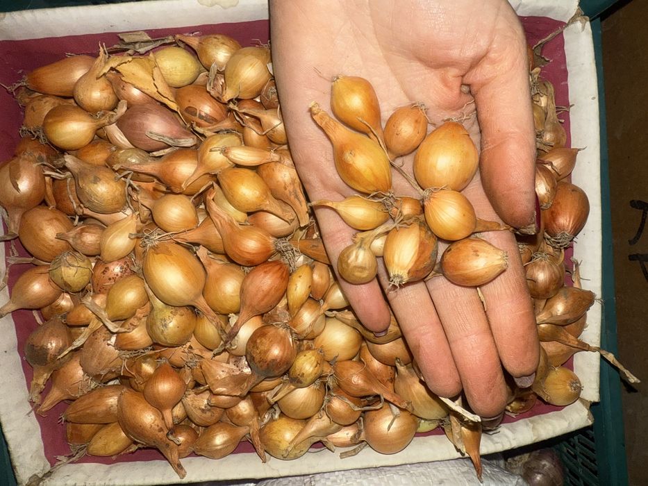 Продам посадковий часник,  зимовий Рокамболь