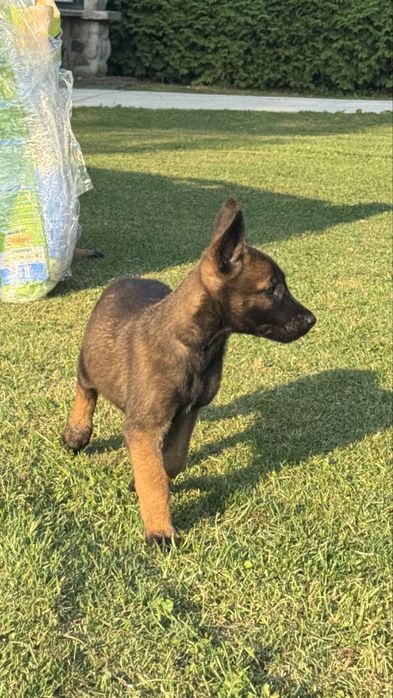 Owczarek Belgijski Malinois szczeniak