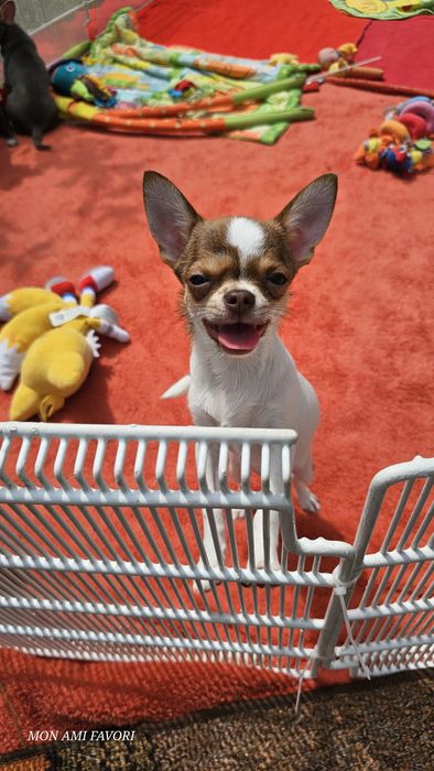 Хлопчик-горобчик щасливого окрасу триколор!