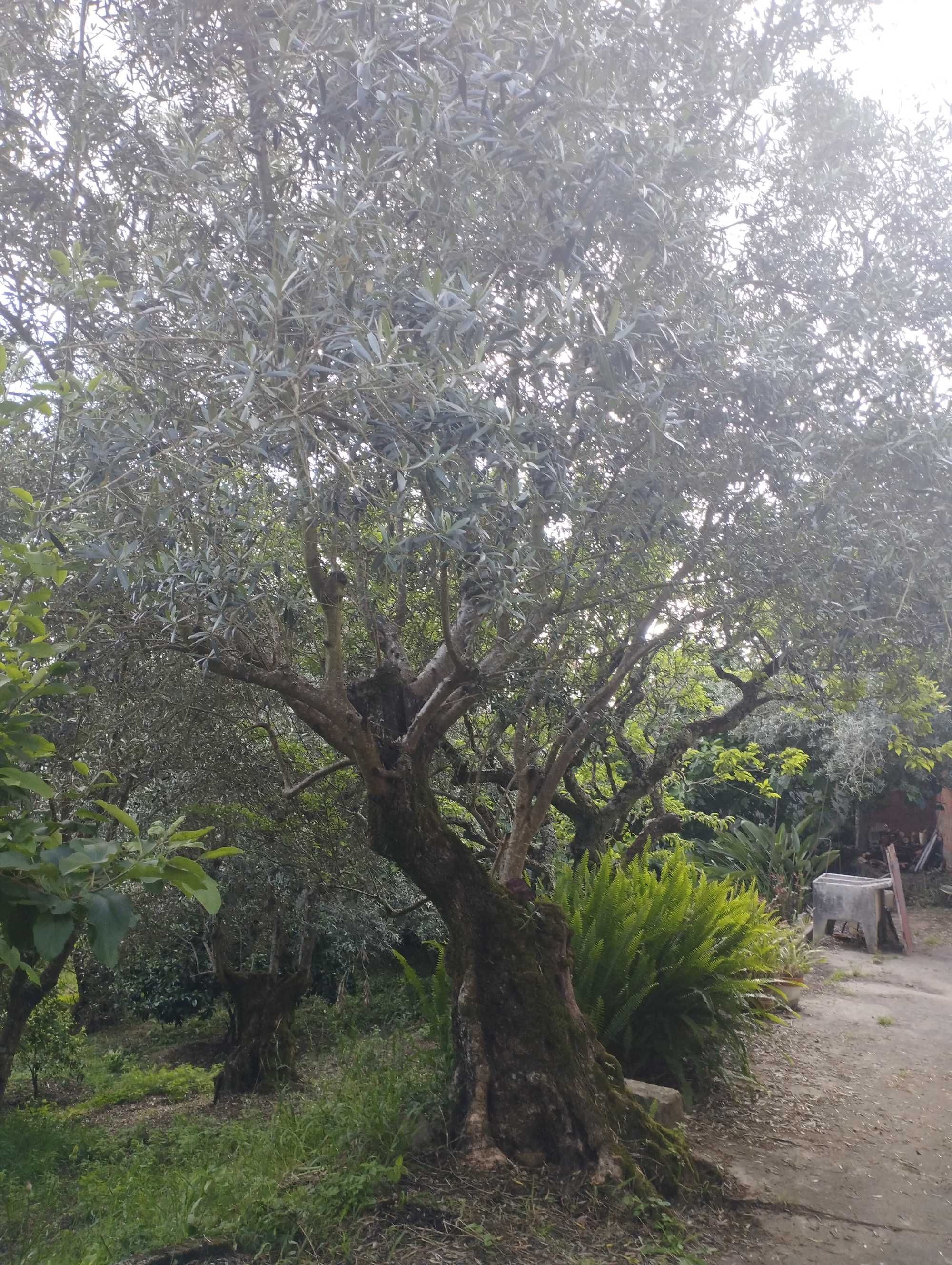 Oliveiras Centenárias   Várias Disponíveis