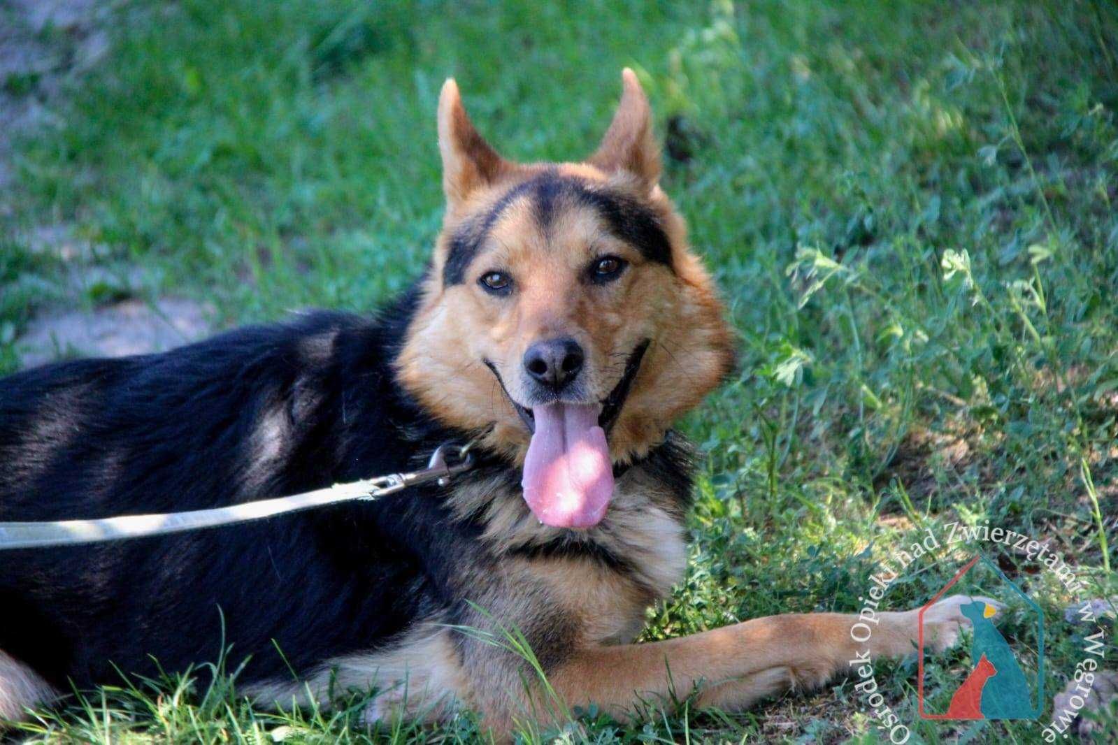 DELIKATNY, UCZUCIOWY - uroda owczarka, waży 17 kg  adoptuj przyjaciela