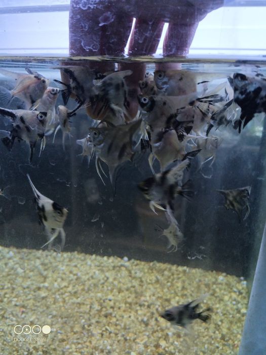 Escalar juvenis (criação própria)