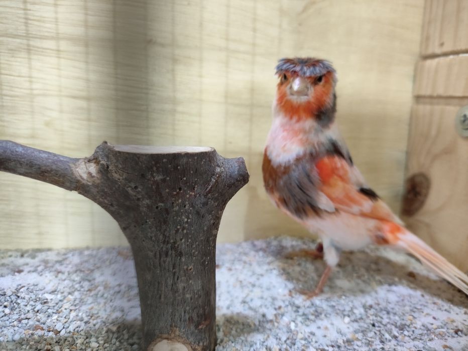 Canários arlequim português e mosaico amarelo