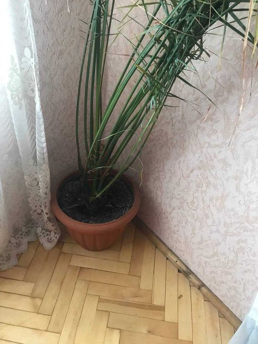 Продам пальму  в великому горщику
