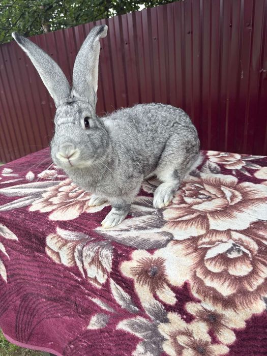 Продаю кроликів "Французький баран" 
Вік :1,5-2 місяці 
(Здорові, акти