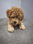 Maltipoo chłopiec