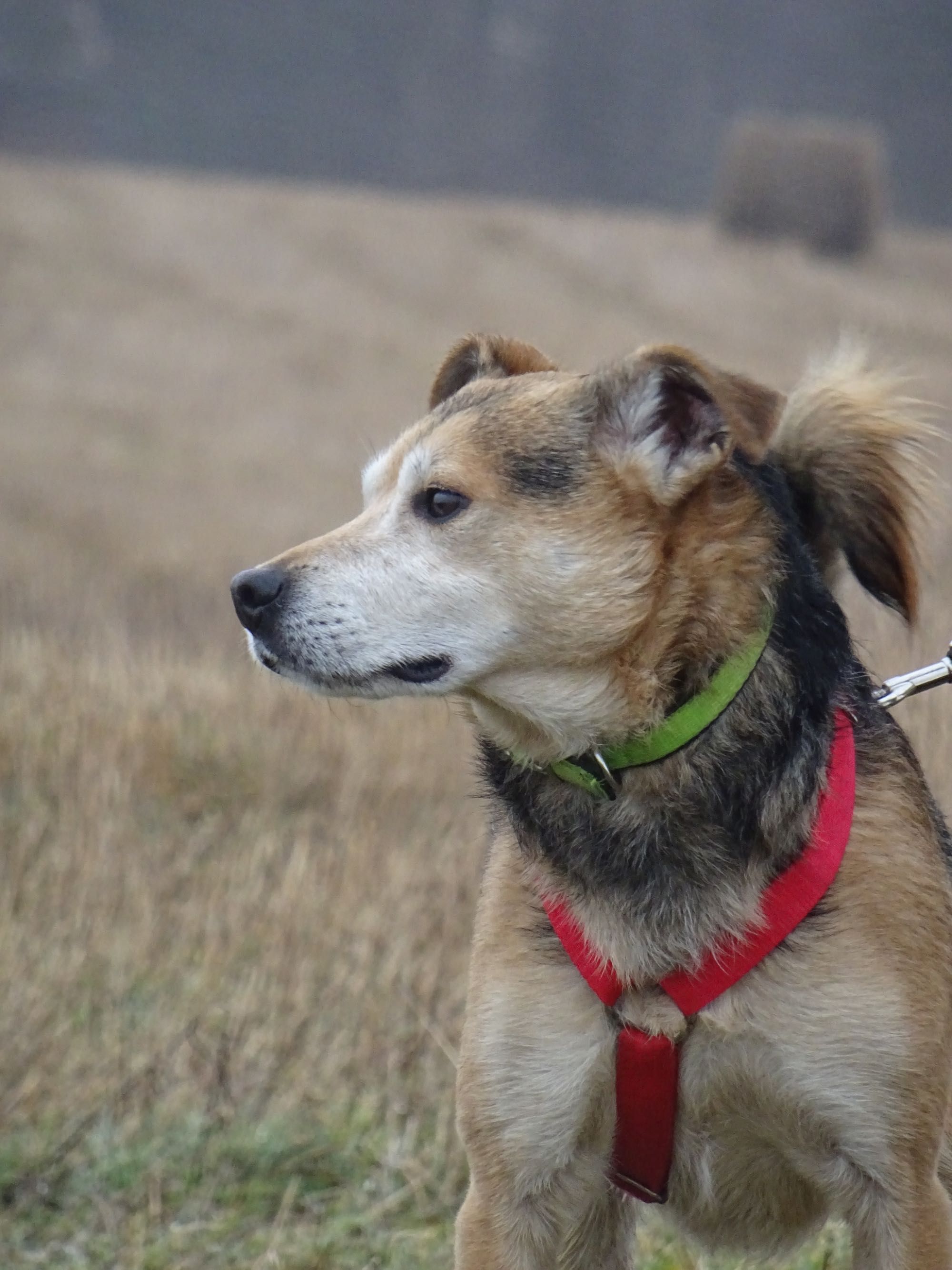 Kochany Roni poleca się do adopcji!!