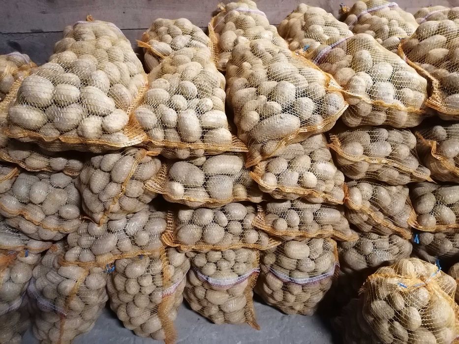 Ziemniaki Vineta Lilli i Otolia transport oraz faktura