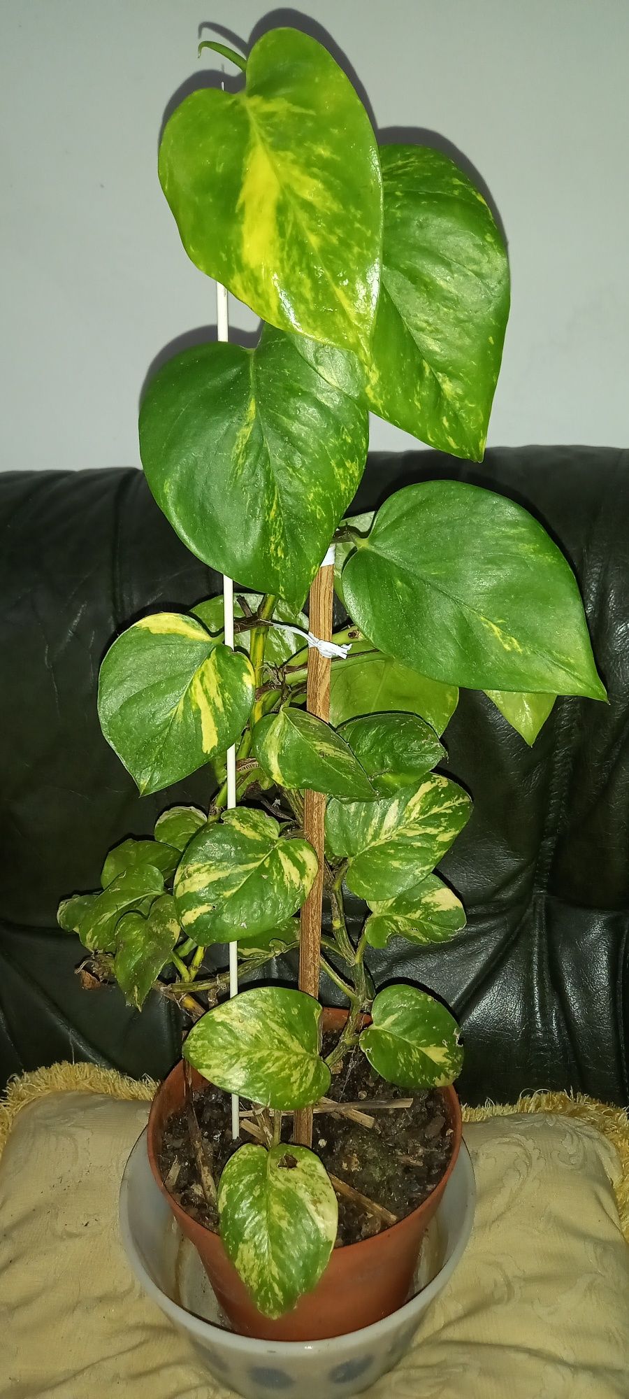 Plantas naturais interior e exterior
