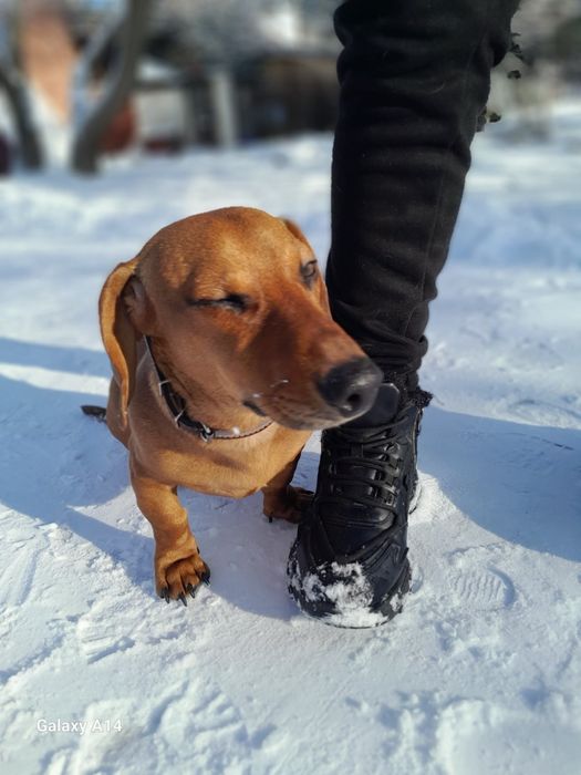 Молодой Арчик ищет невесту