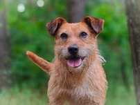 EDI - młody wesoły pies w typie teriera do adopcji