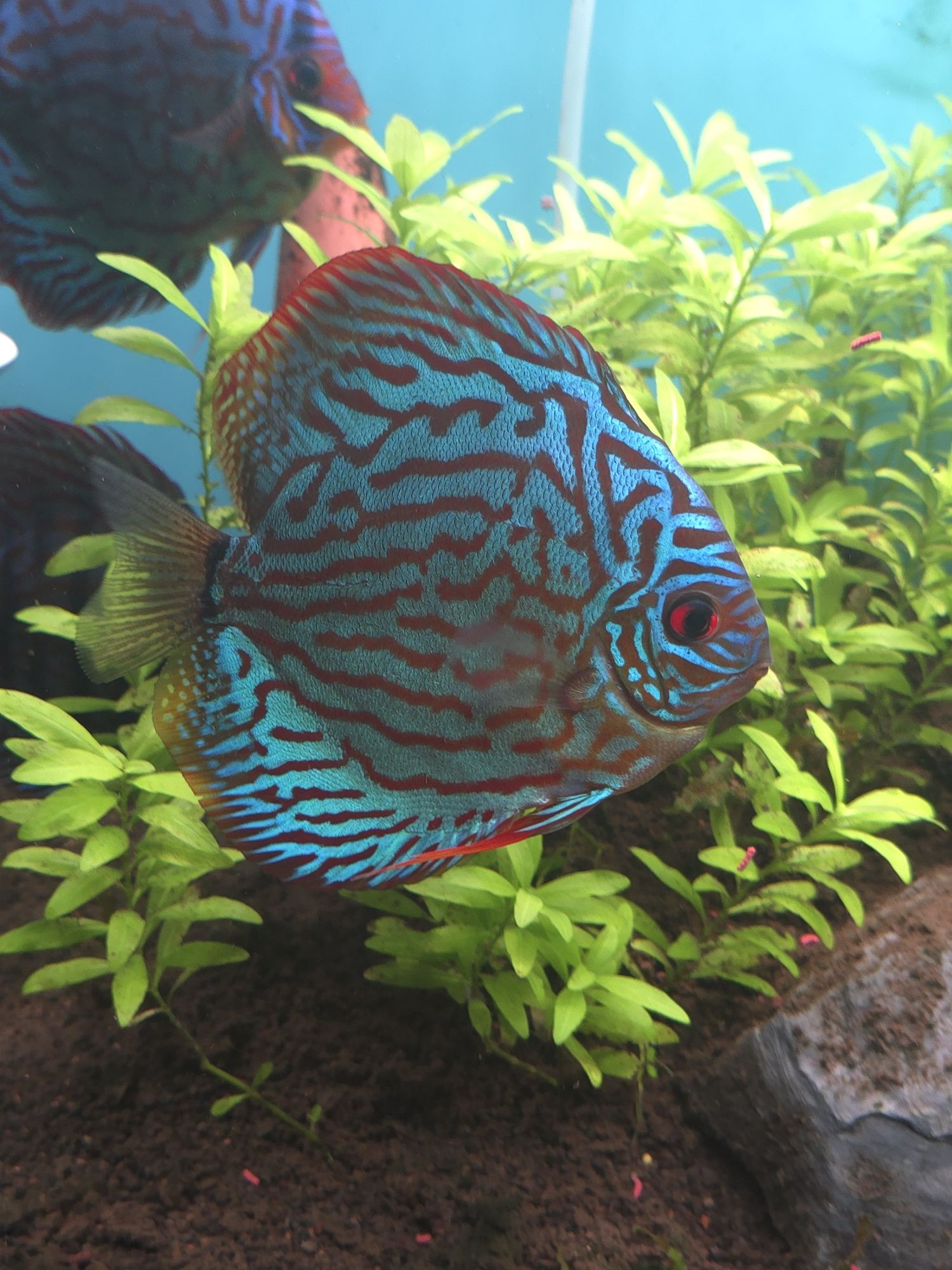 Discus Blue Turquoise 10-12cm
