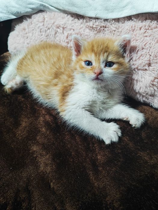 Oddam za darmo w dobre ręce małego kotka