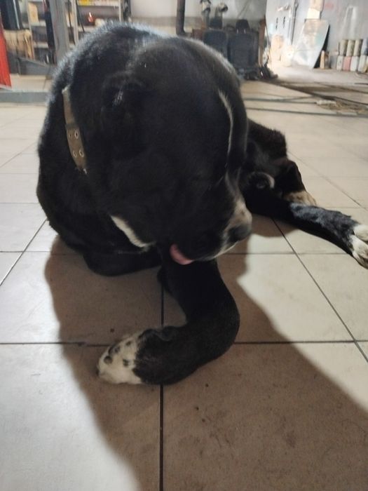 Алабай вязка,Печерск