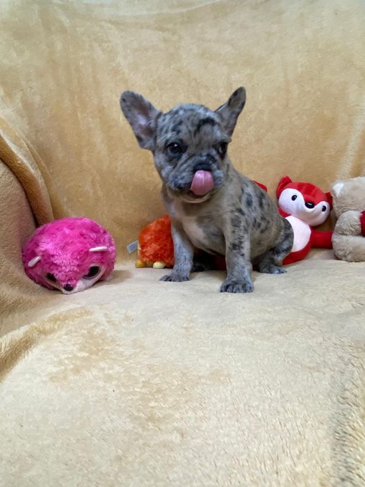 Розкішний Французик