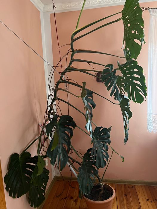 Piękny kwiat MONSTERA