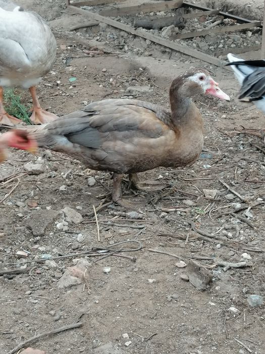 Patos mudos castanhos