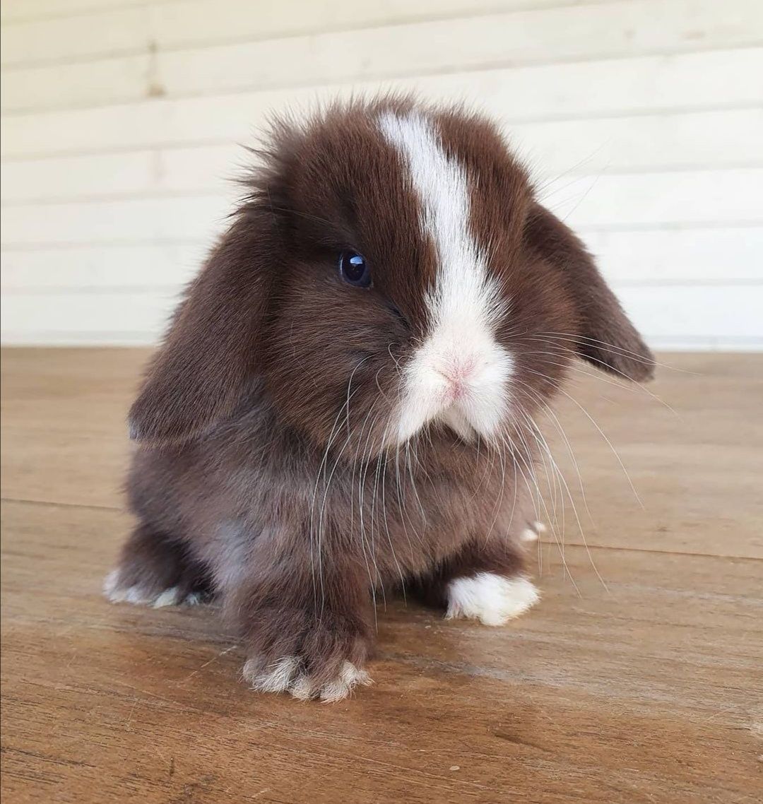 KIT Coelhos anões orelhudos, mini lop super inteligentes e dóceis