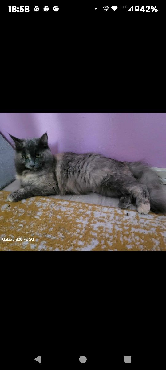 Kocica do rezerwacji Maine coon