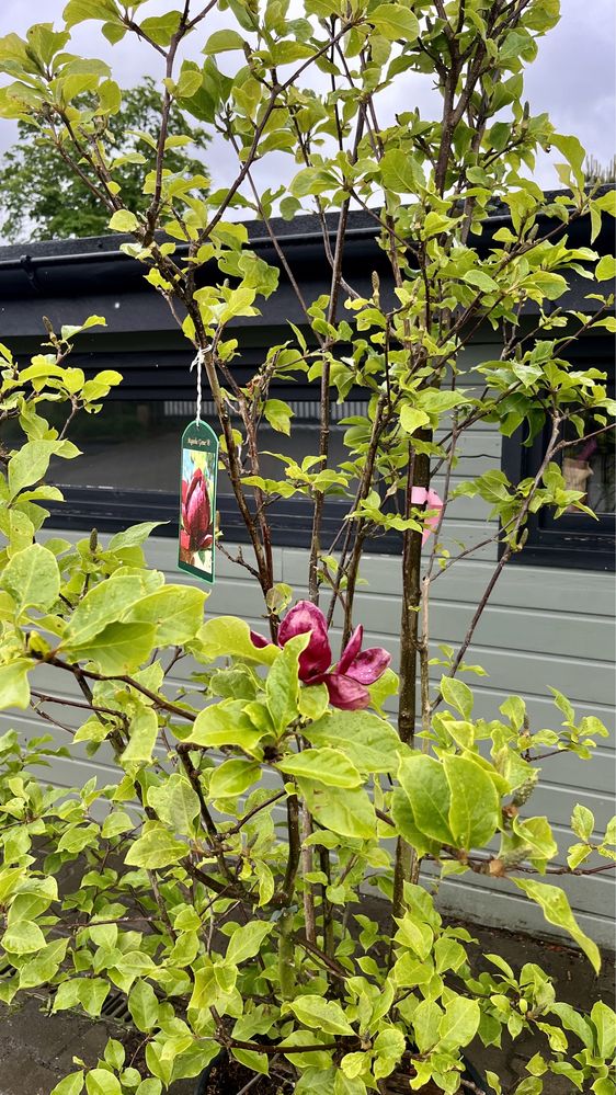 Bajeczna magnolia Genie, bordowe kwiaty, duża sadzonka