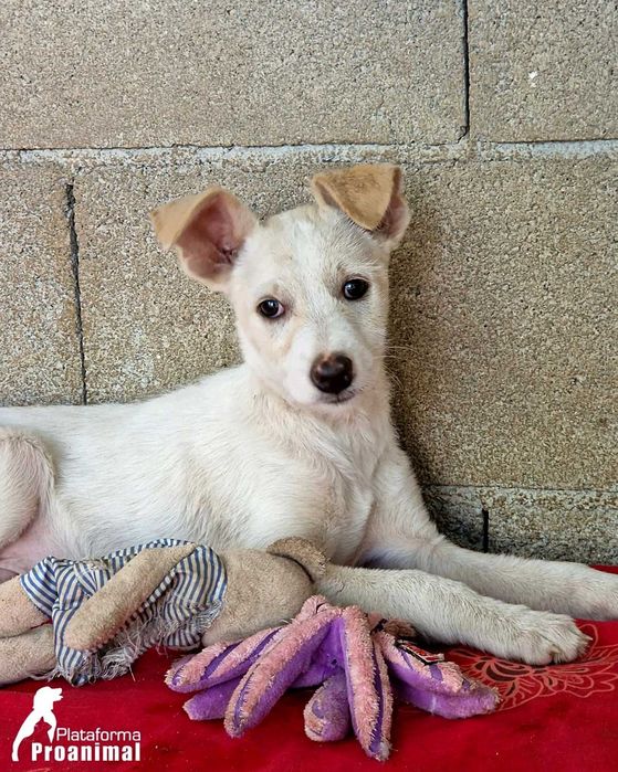 MARFIM - Cãozinho Bebe para Adoção