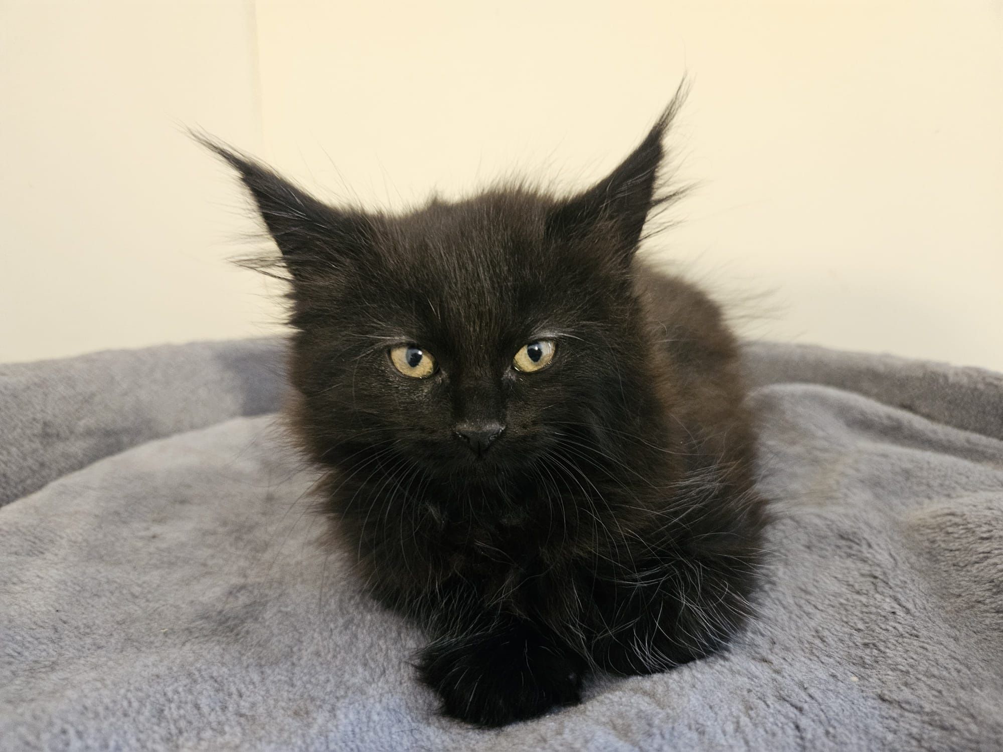 Hodowla kotów rasowych Maine Coon AngelCat.pl
