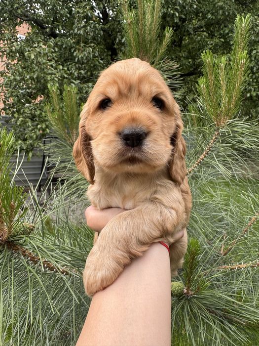 Милі пухнастики з документами