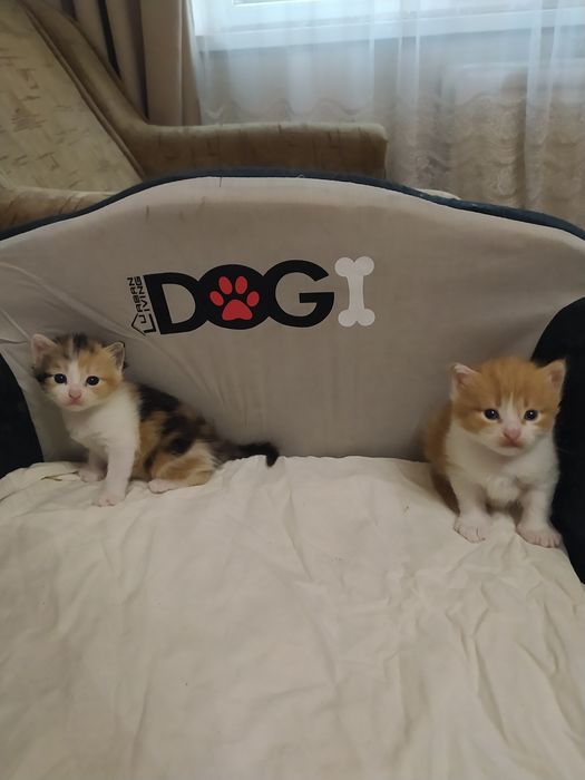 Віддам кошенят в добрі руки